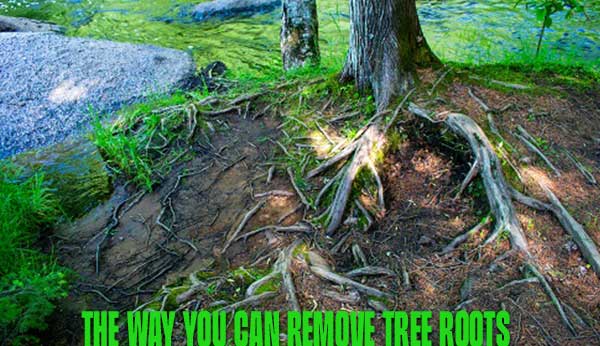 The way you can remove tree roots