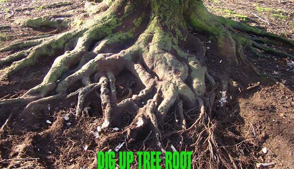 Dig UP Tree Root