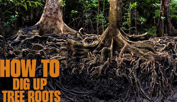 How to Dig UP Tree Roots