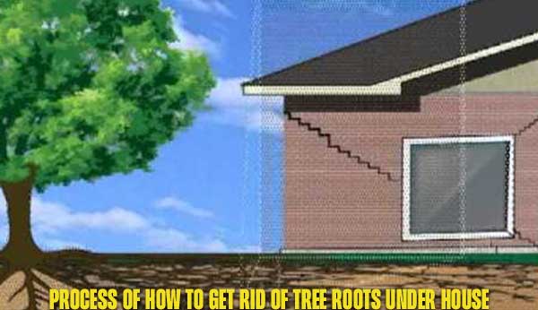 Process of How to Get Rid of Tree Roots Under House
